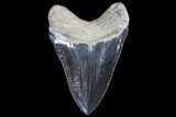 Serrated, Fossil Megalodon Tooth - Glossy, Grey Enamel #86068-2